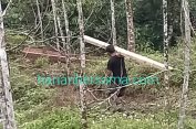 Dalangnya Masih Gentayangan..!! Polda Sumut Tahan Perusak Hutan Kutalimbaru, Warga Minta Dibawa ke Pengadilan..!!