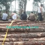 Gawat Pall..!! Ilegal Loging “Merajalela”, Hutan Siosar Karo “Porak Poranda”: Poldasu Datang Lalu “Menghilang”..!!