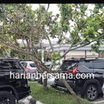 Gawatt..!! Terancam Mati, Pohon di Bandara KNIA Gundul Terduga tidak Dirawat Pengelola..!!
