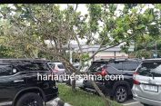 Gawatt..!! Terancam Mati, Pohon di Bandara KNIA Gundul Terduga tidak Dirawat Pengelola..!!