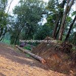 Gawat Kali Polres Karo Ini Pall..!! Hutan Pinus di Desa Pengasingan Bung Karno Ditebangi, Polisi Diam Membisu..!!