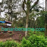 Entah Apa Kerja Polres Karo Ini Bahh..!! Kayu Pinus Hutan Negara “Dibabati”, Polisi “Buta” dan “Tuli”..!! Ngerii..!!