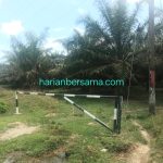 Gawatt..!! TBS PTPN IV Batang Serangan Langkat “Dijarah”, Manajemen Kebun Terduga “Tutup Mata”..!!