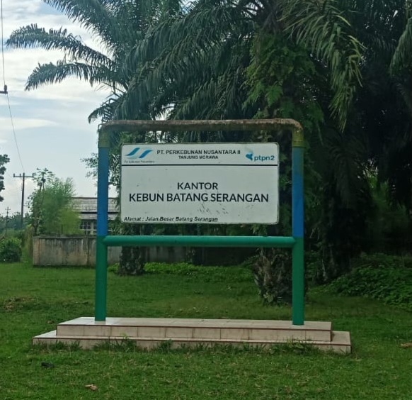 Gawatt..!! Manajer dan Askep Sudah Lama Tahu tapi Penjarahan TBS PTPN IV Batang Serangan Tetap Merajalela..!!