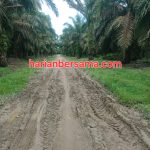 Selamatkan BUMN dari “Penjarahan” TBS..!! Dirut PTPN IV Diminta Copot Manajer dan Askep Kebun Batang Serangan Langkat..!!