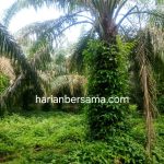 Dirut PTPN IV Harus Tegas..!! Kebun Batang Serangan Regional II Terduga “Gudang” Korupsi, Manajer dan Askep Diminta Dicopot..!!
