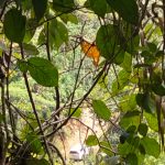 Satgas PKH Entah di Mana..!! Gubsu dan Bupati Deli Serdang “Tutup Mata”, Hutan Lindung Kutalimbaru Dihancurkan Alat Berat Mafia Tanah..!!