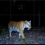 Awass..!! Harimau Gentayangan di Desa Kutarayat Karo, Sempat Tersorot Lampu Sepeda Motor Warga..!!