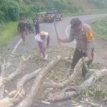 Ngerii..!! Hujan Deras dan Angin Kencang Terjang Sukajulu Karo, Pohon Besar Bertumbangan..!!