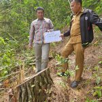 Duhh…Kasihan Pak Poll..!! Disebut Perambahan Hutan Lindung, Pas Dicek…Eee…Rupanya Ladang Warga Desa Pernantin Karo..!!