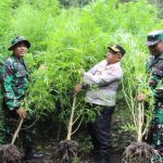 Pelakunya Entah di Mana..?? TNI-Polri Kompak Musnahkan 1 Rante Ganja yang Ditanam di Hutan Sibuaten Karo..!!