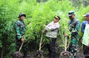 Pelakunya Entah di Mana..?? TNI-Polri Kompak Musnahkan 1 Rante Ganja yang Ditanam di Hutan Sibuaten Karo..!!