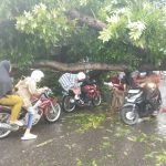Ngerii..!! Camat Percut Sei Tuan tak Peduli Warga Kena Bencana, Pohon Tumbang Macetkan Jalan Dievakuasi Pemko Medan..!!