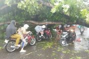 Ngerii..!! Camat Percut Sei Tuan tak Peduli Warga Kena Bencana, Pohon Tumbang Macetkan Jalan Dievakuasi Pemko Medan..!!