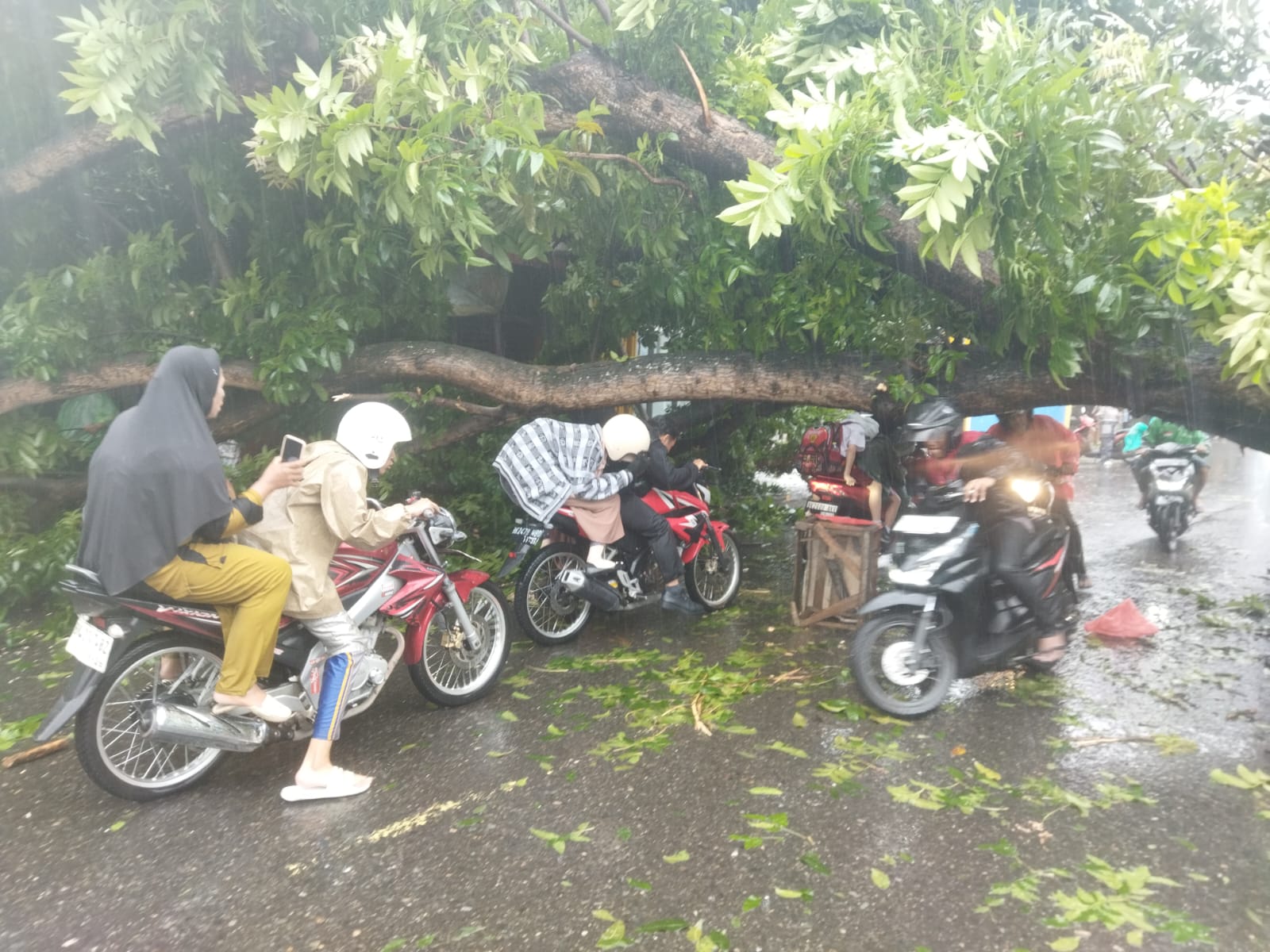 Ngerii..!! Camat Percut Sei Tuan tak Peduli Warga Kena Bencana, Pohon Tumbang Macetkan Jalan Dievakuasi Pemko Medan..!!