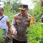 Barbut 33 Batang..!! Orang Tanam Sayur Anak Cinta Rakyat Malah Tanam Ganja, Yaa…Gollah..!!