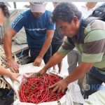 Dilepas Bupati..!! Karo Kirim Cabai Merah ke Kalimantan Tengah..!!