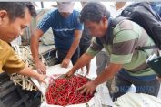 Dilepas Bupati..!! Karo Kirim Cabai Merah ke Kalimantan Tengah..!!