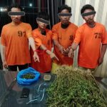 Keluarga Siapa Inii..?? Empat Pria Ditangkap Polres Karo, 75 Pohon Ganja Disita..!!