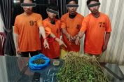 Keluarga Siapa Inii..?? Empat Pria Ditangkap Polres Karo, 75 Pohon Ganja Disita..!!