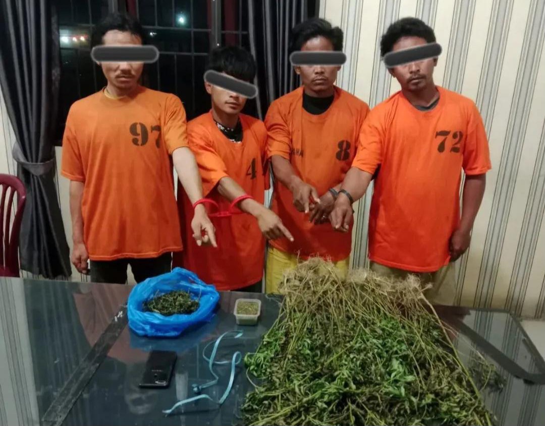 Keluarga Siapa Inii..?? Empat Pria Ditangkap Polres Karo, 75 Pohon Ganja Disita..!!