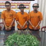 Ganja Kok Ditanam, Ya Dalamlah Kawan..!! Polsek Juhar Tangkap 3 Anak Namo Suro Berikut 20 Batang “Daun Surga”..!!
