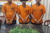 Ganja Kok Ditanam, Ya Dalamlah Kawan..!! Polsek Juhar Tangkap 3 Anak Namo Suro Berikut 20 Batang “Daun Surga”..!!