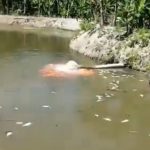 Puluhan Ton Ikan Warga Mati..!! Cemari Lingkungan, PT Indofarm Sukses Makmur Diadukan Satgas Walantara Sumut ke Poldasu..!!