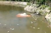 Puluhan Ton Ikan Warga Mati..!! Cemari Lingkungan, PT Indofarm Sukses Makmur Diadukan Satgas Walantara Sumut ke Poldasu..!!
