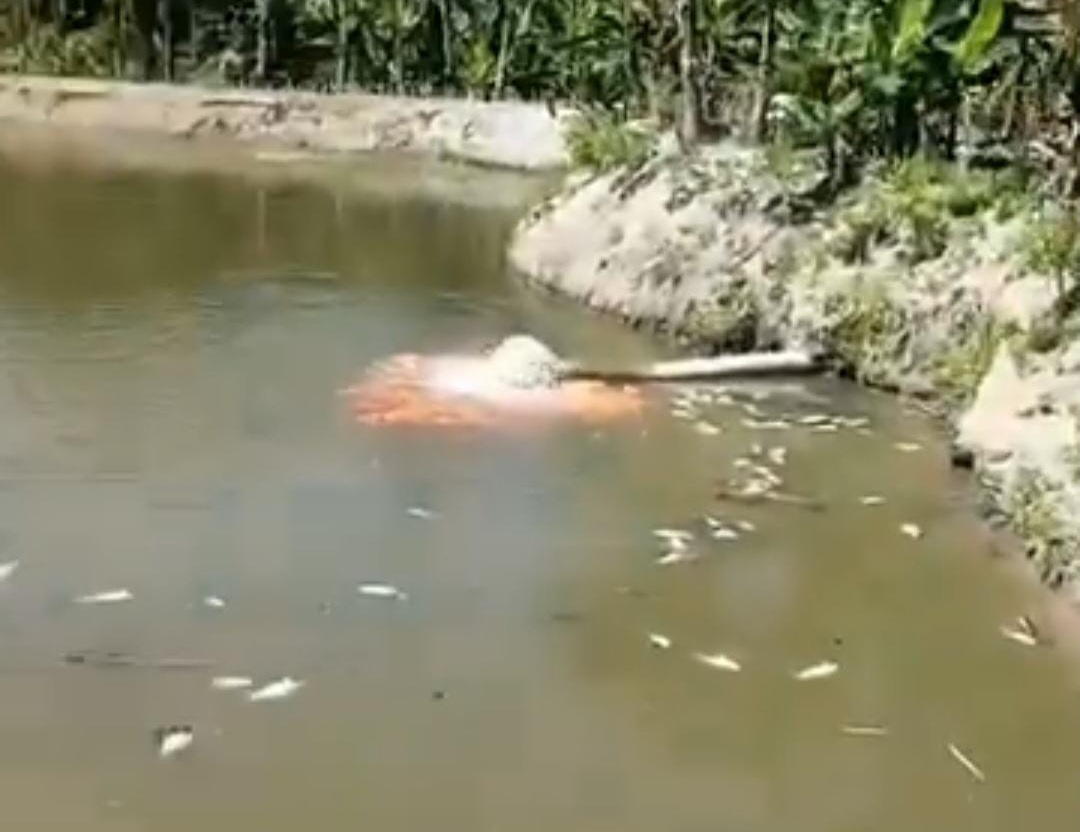 Puluhan Ton Ikan Warga Mati..!! Cemari Lingkungan, PT Indofarm Sukses Makmur Diadukan Satgas Walantara Sumut ke Poldasu..!!