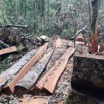 Kasus Hutan Lindung Karo..!! Aneh, Pelaku Ditahan, Penadahnya Berkeliaran, LSM Siap Mengadukan..!!