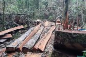 Kasus Hutan Lindung Karo..!! Aneh, Pelaku Ditahan, Penadahnya Berkeliaran, LSM Siap Mengadukan..!!