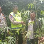 Bulang…Bulangg..!! Selamat dari Tabrakan, Anak Tigapanah Ini Malah Ketahuan Bawa Ganja..!!