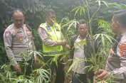 Bulang…Bulangg..!! Selamat dari Tabrakan, Anak Tigapanah Ini Malah Ketahuan Bawa Ganja..!!